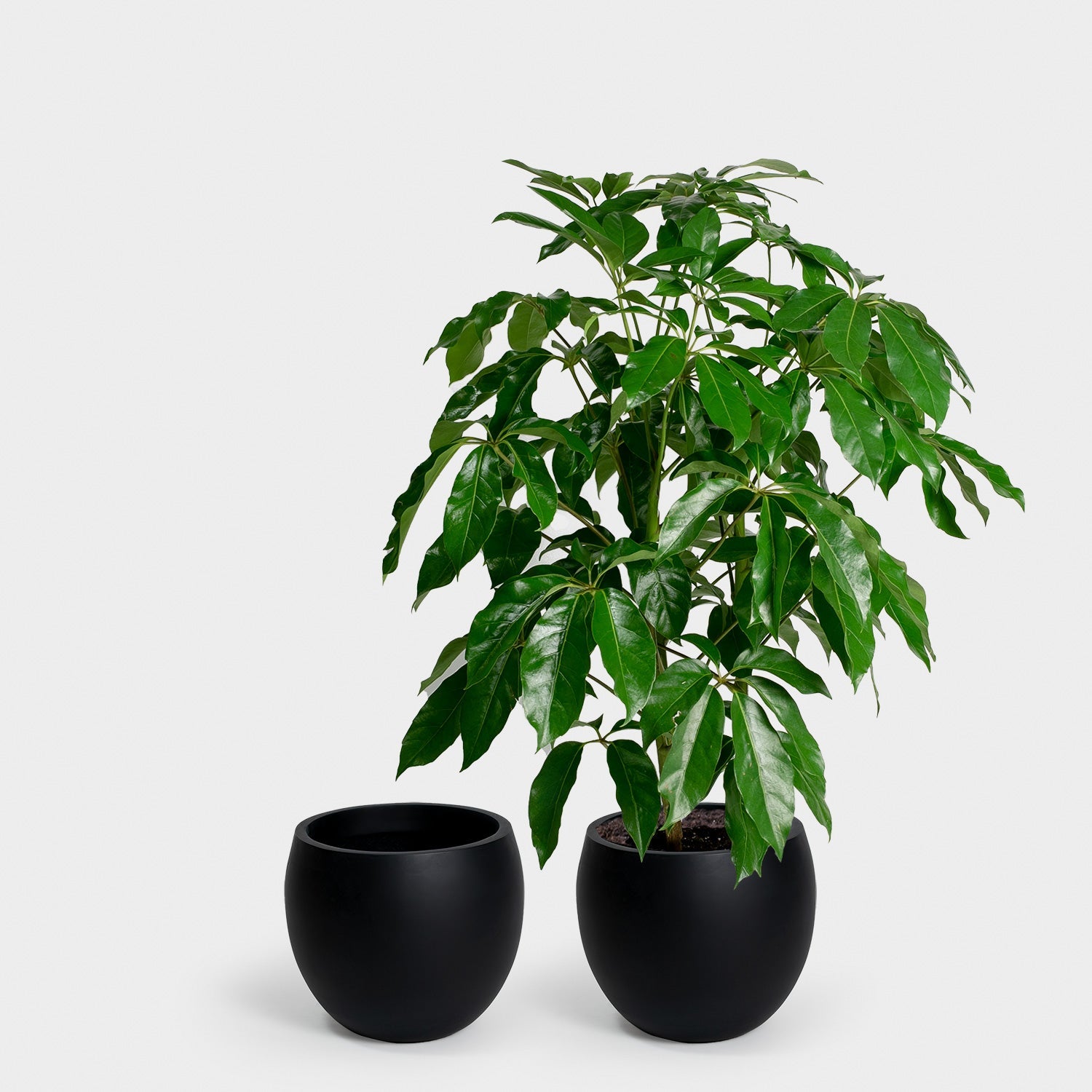 Calyer 34 Large Planter - Image 10