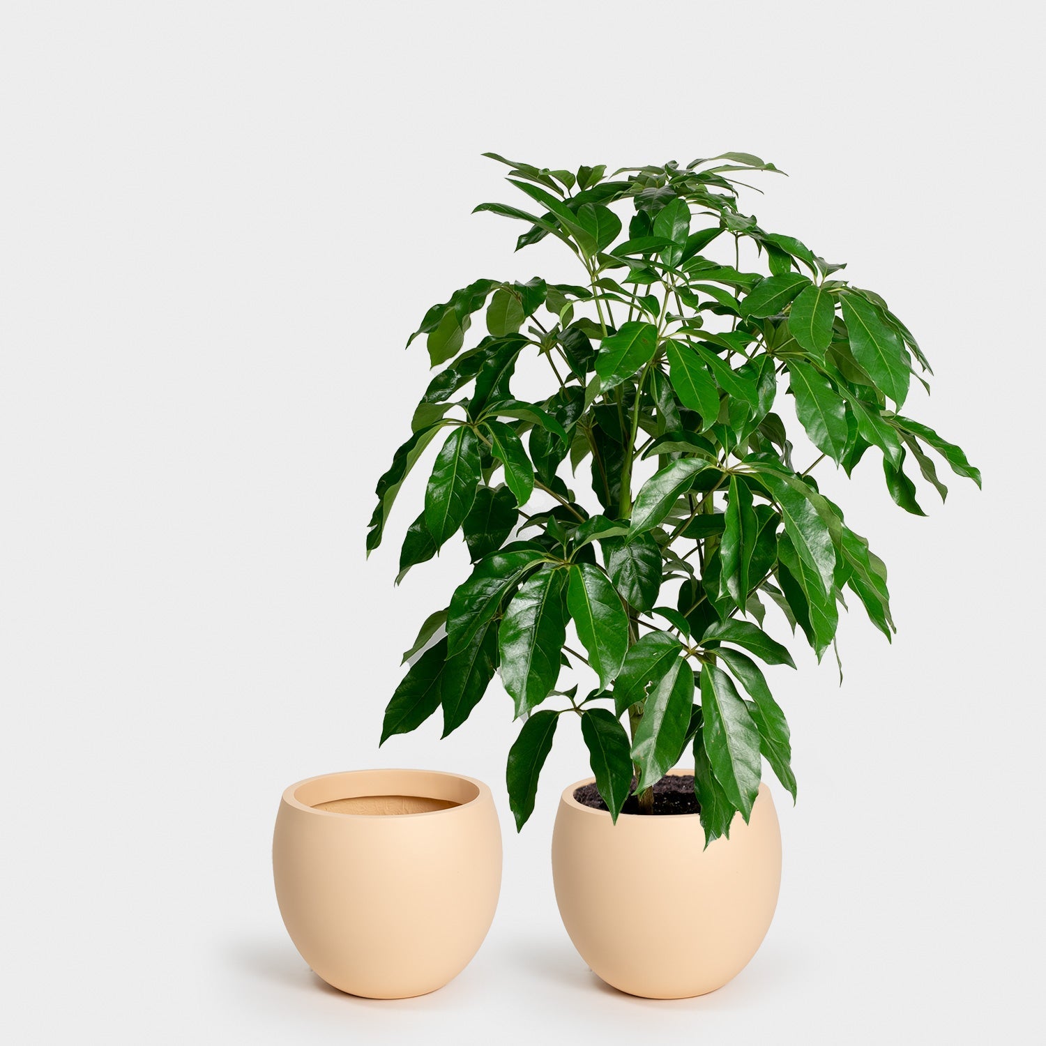 Calyer 34 Large Planter - Image 11