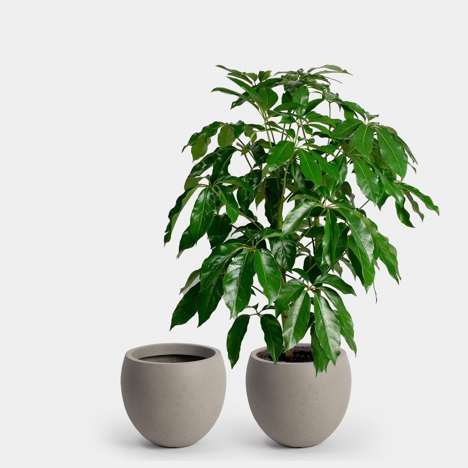 Calyer 34 Large Planter - Image 12