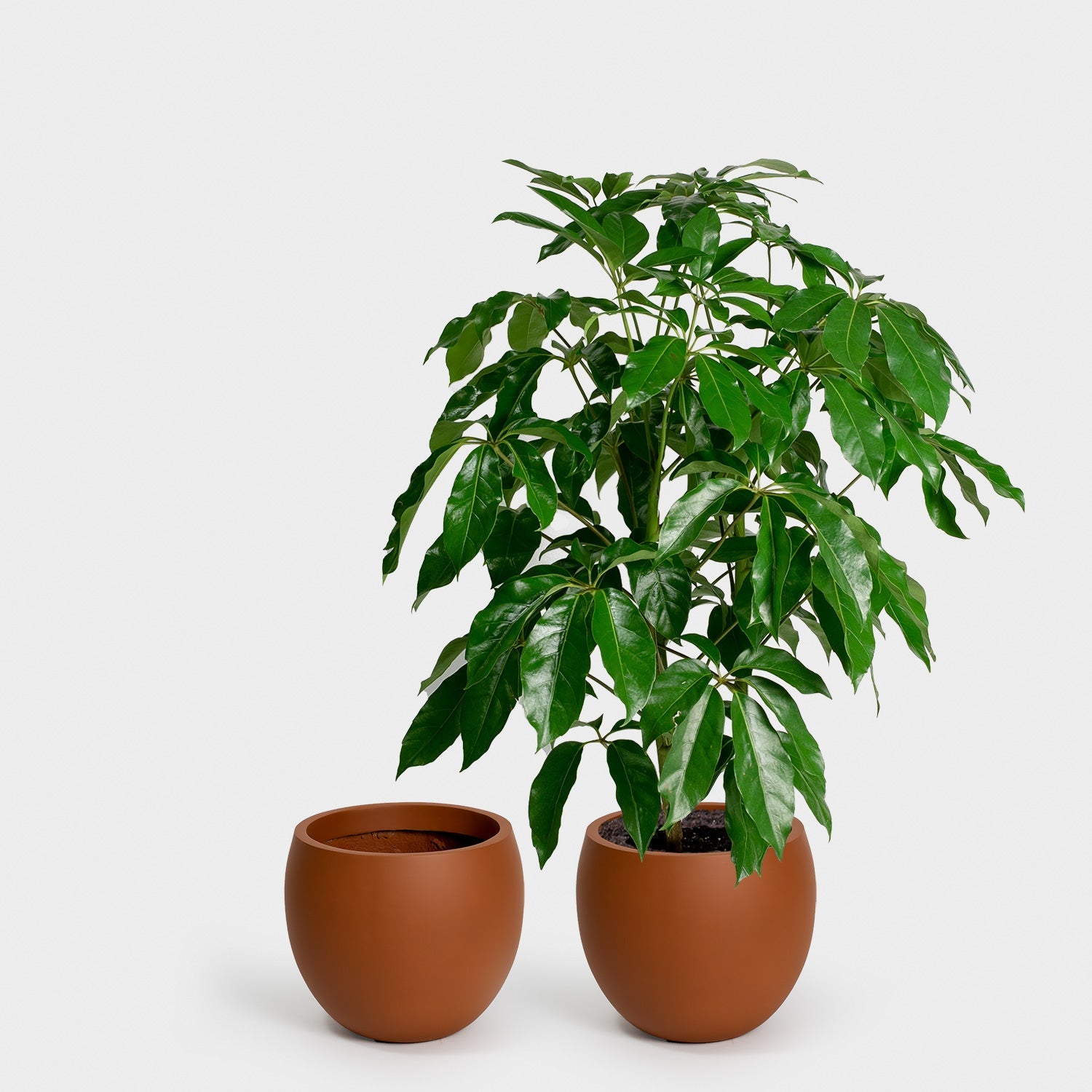 Calyer 34 Large Planter - Image 13