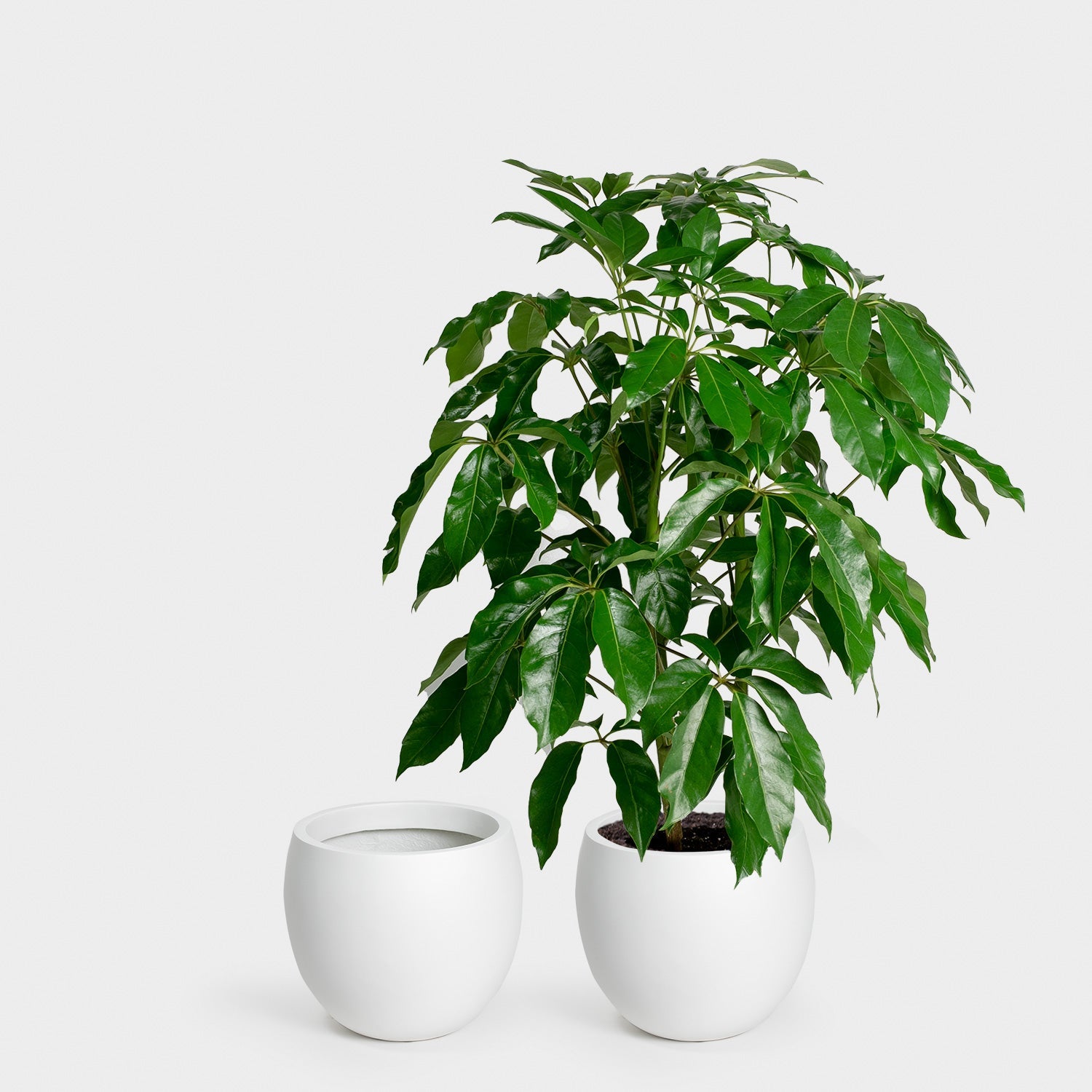 Calyer 34 Large Planter - Image 14