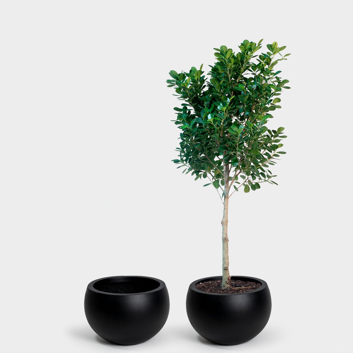 Calyer 46 Large Planter - Image 11