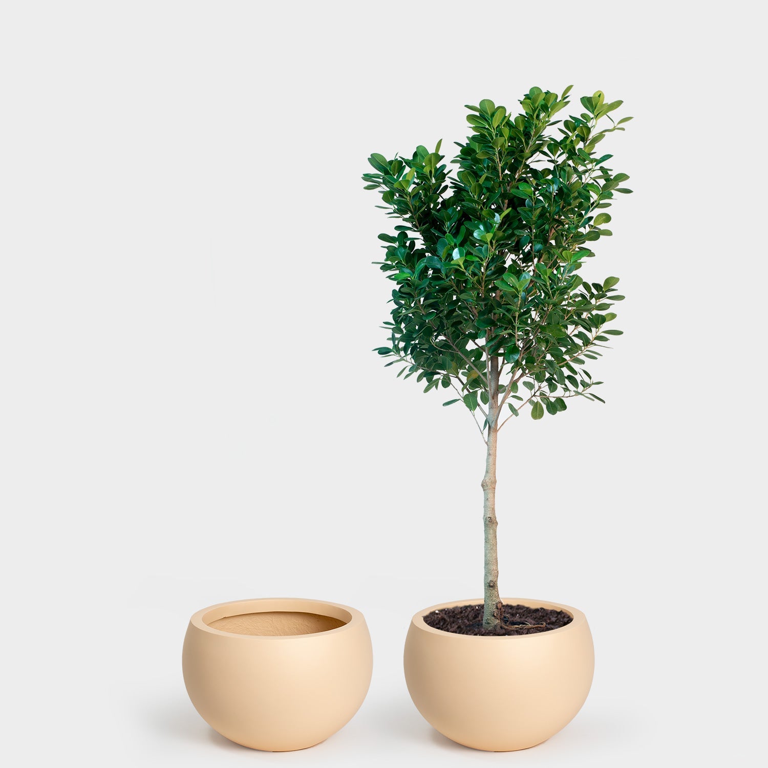 Calyer 46 Large Planter - Image 12