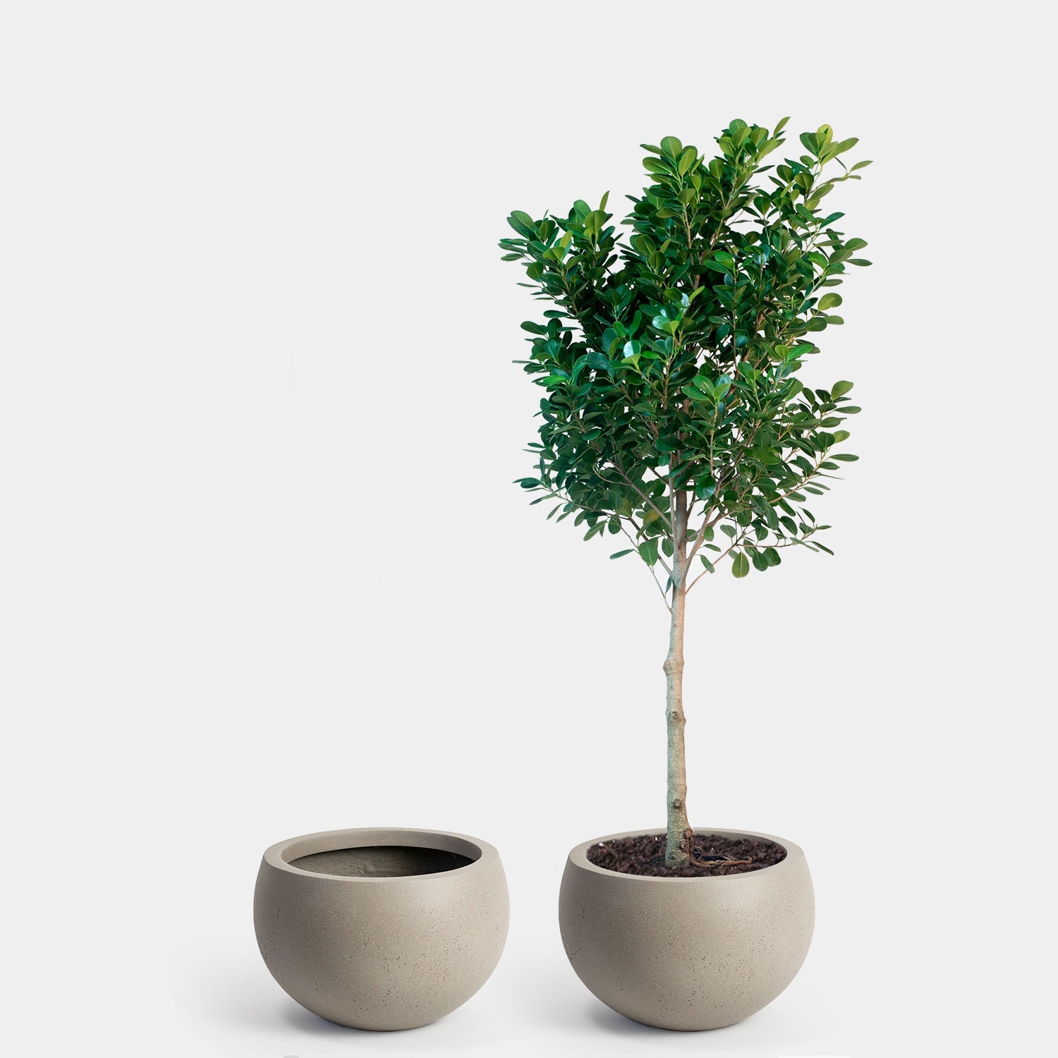 Calyer 46 Large Planter - Image 13